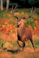 Red Deer (Cervus elaphus) - UK