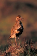 Golden Plover (Pluvialis apricaria) - UK