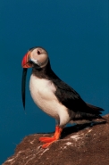 Atlantic Puffin (Fratercula arctica)- UK - With sand eels
