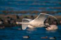 Whooper Swan (Cygnus cygnus) - UK