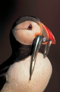 Atlantic Puffin (Fratercula arctica)- UK - With sand eels