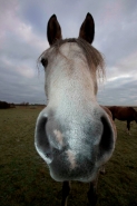 Arab Horse - Equus caballus - UK