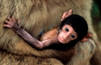 Barbary Macaque (Macaca sylvanus) - Gibralter