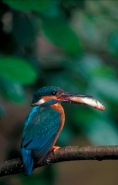 Kingfisher (Alcedo atthis) With fish - England