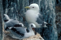 Kittiwake (Rissa tridactyla) and Fledgling at Nest - UK