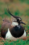 Northern Lapwing (Vanellus vanellus) -  England UK