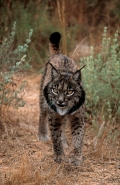 Pardel Lynx or Iberian Lynx (Lynx pardina) - UK