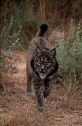 Pardel Lynx or Iberian Lynx (Lynx pardina) - UK