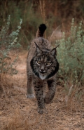 Pardel Lynx or Iberian Lynx (Lynx pardina) - UK