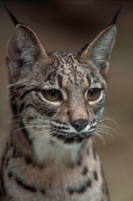 Iberian Lynx (Lynx pardinus) - Spain