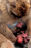 Barbary Macaque (Macaca sylvanus) - Gibralter