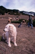Pyrenean Mountain Dog- France