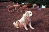 Pyrenean Mountain Dog - Pyrenees France