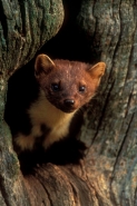 Pine Marten (Martes martes) - UK