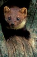 Pine Marten (Martes martes) - UK