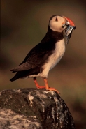 Atlantic Puffin (Fratercula arctica)- UK - With sand eels