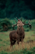 Red Deer (Cervus elaphus) - UK