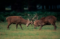 Red Deer (Cervus elaphus) - UK