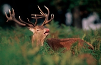 Red Deer (Cervus elaphus) - UK