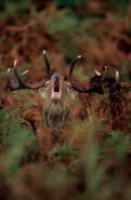 Red Deer (Cervus elaphus) - UK