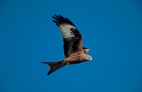 Red Kite (Milvus milvus) - Wales - UK