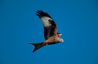 Red Kite (Milvus milvus) - Wales - UK