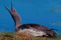 Red-throated Diver Calling (Gavia stellata) - UK