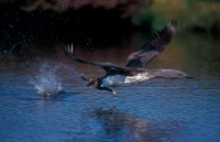 Red-throated Diver Taking Off (Gavia stellata) - UK
