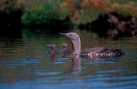 Red-throated Diver with Young (Gavia stellata) - UK