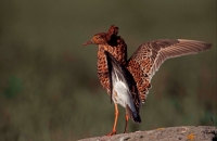 Ruff (Philomachus pugnax) - Sweden