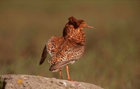 Ruff (Philomachus pugnax) - Sweden
