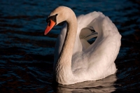 Mute Swan (Cyngus olor) - UK-Aggressive Display