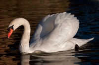 Mute Swan (Cyngus olor) - UK - Showing busking display
