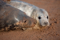 Grey Seal (Halichoerus grypus) - UK - Mother and Pup