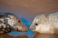 Grey Seal (Halichoerus grypus) - UK - Mother and Pup