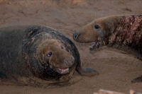 Grey Seal (Halichoerus grypus) - Two males fighting - UK