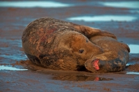 Grey Seal (Halichoerus grypus) - UK - Male and Female Mating