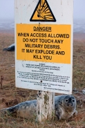 Grey Seal (Halichoerus grypus) - Pup on RAF Bombing Range - UK