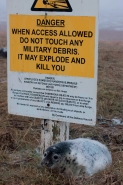 Grey Seal (Halichoerus grypus) - Pup on RAF Bombing Range - UK