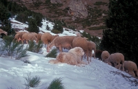 Pyrenean Mountain Dog - Pyrenees France