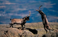 Spanish Ibex (Capra pyrenaica) - Spain -Males in rut fighting