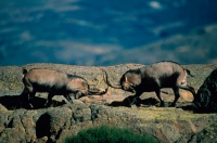 Spanish Ibex (Capra pyrenaica) Males Fighting During Rut - Spain