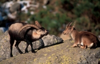 Spanish Ibex (Capra pyrenaica) - Male Courting Female - Spain