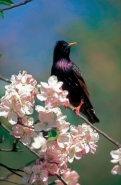 Starling (Sturnus vulgaris) - England