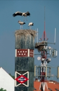 European White Stork (Ciconia ciconia) Nest on Metro Sign - Spai