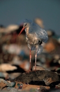 European White Stork (Ciconia ciconia) Trapped in Plastic Bag in