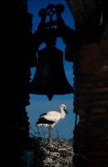 European White Stork (Ciconia ciconia) - On Nest in Church Tower