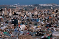 European White Stork (Ciconia ciconia) - At Rubbish Tip - Spain