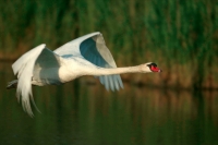 Mute Swan (Cyngus olor) - France