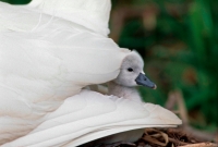 Mute Swan (Cyngus olor) - UK